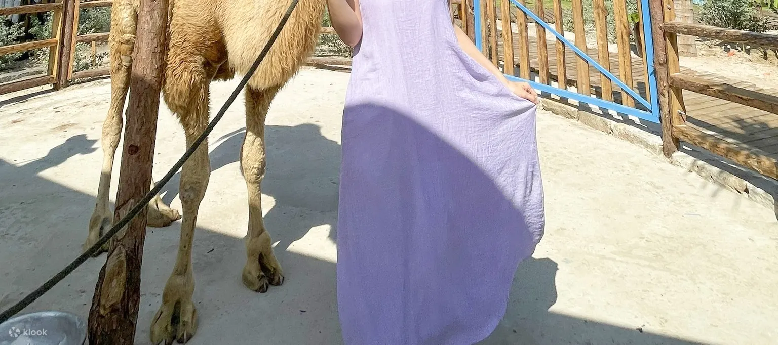 女孩与羊驼