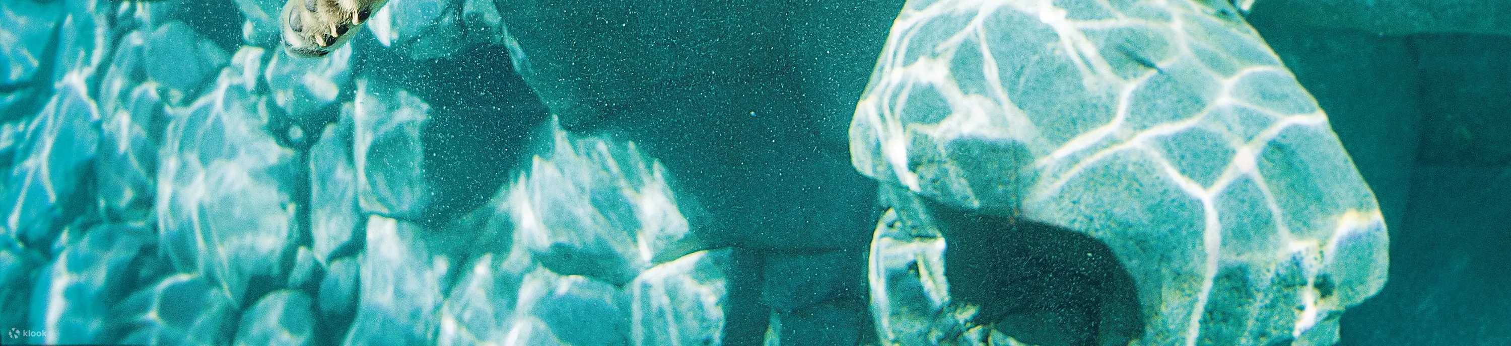北极熊海洋世界
