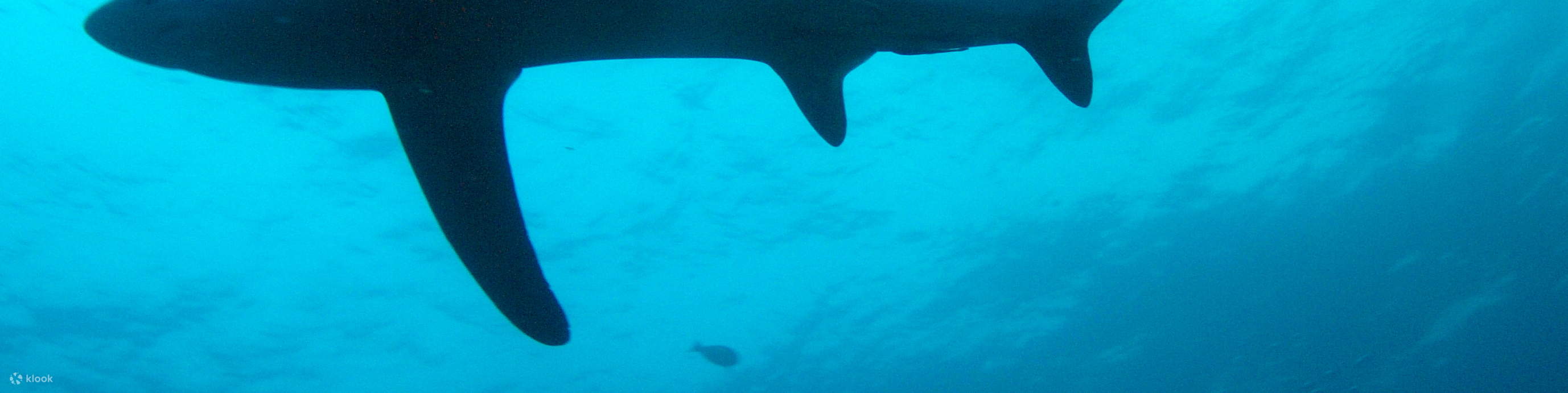 Encounter Thresher Sharks: Early Morning Dive in Malapascua with PADI 5