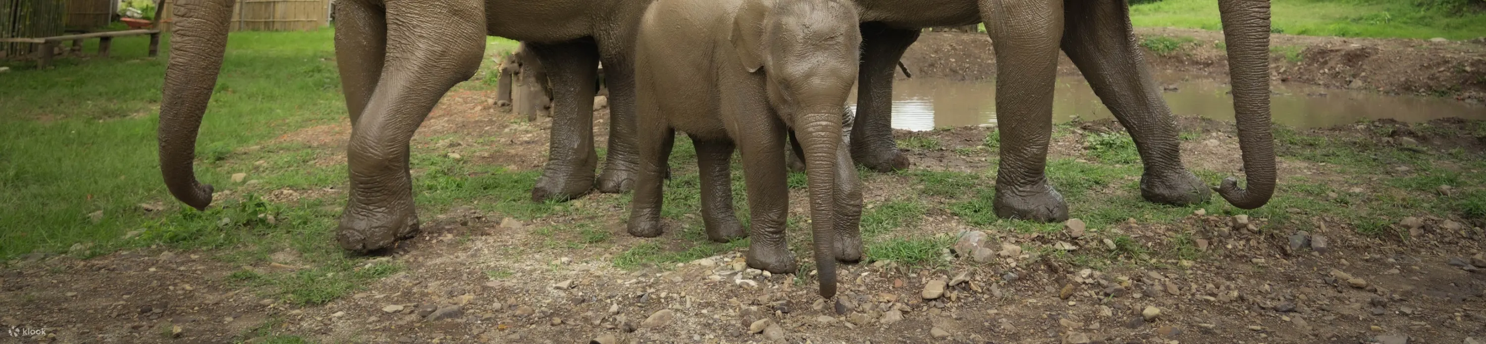 Walk with elephant