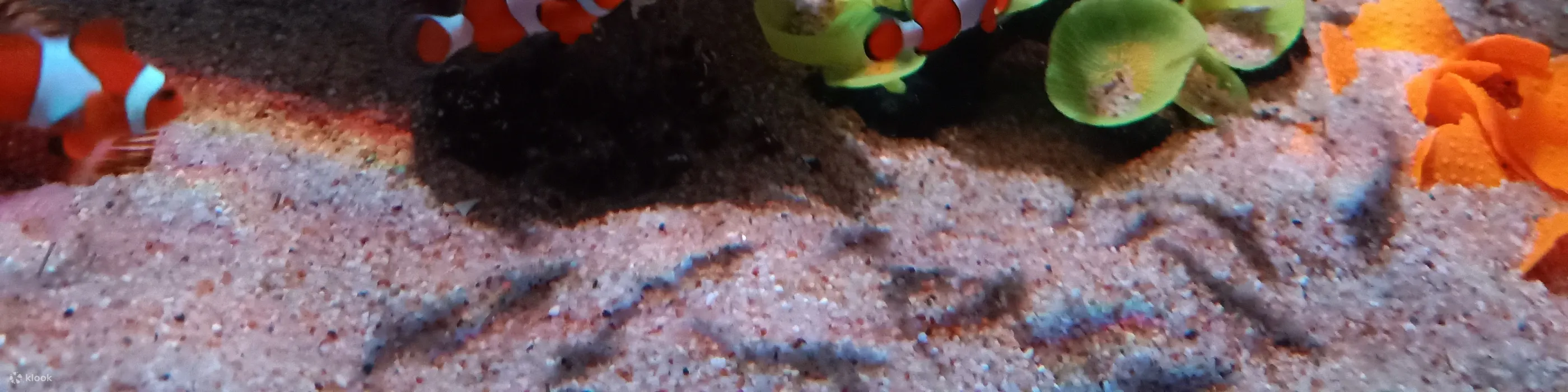 槟城 TOP 精品水族馆门票