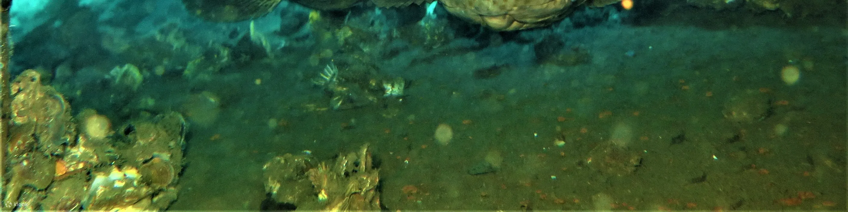 PADI 高级开放水域潜水员