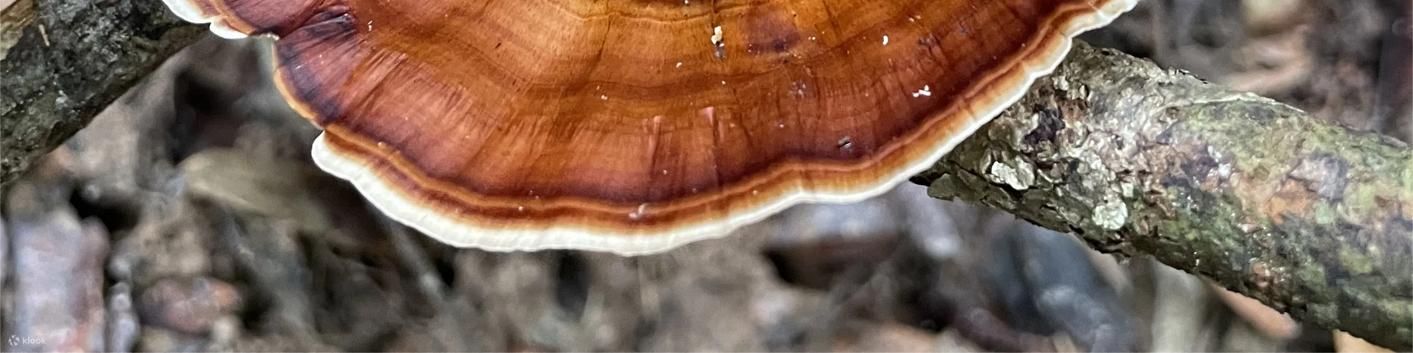 兰卡威清晨雨林徒步