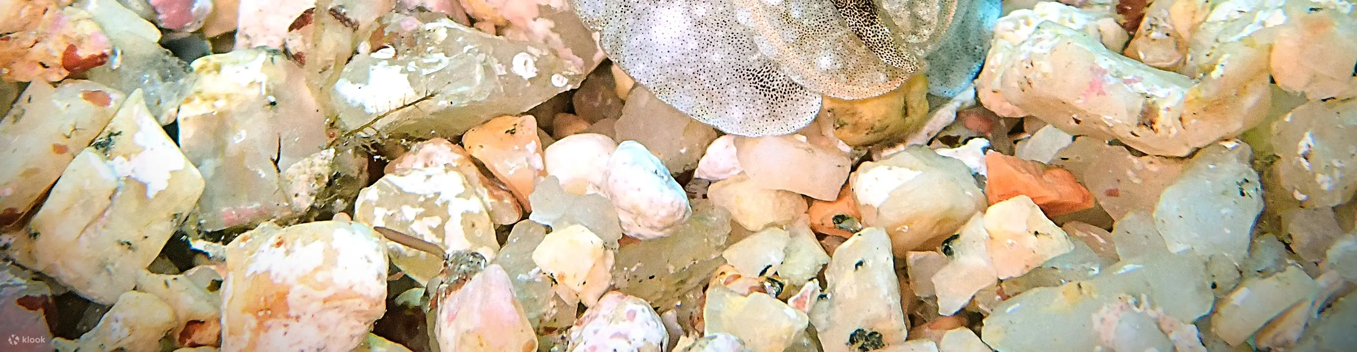 撒丁岛水肺潜水：在拉马达莱纳和拉韦齐进行全天潜水