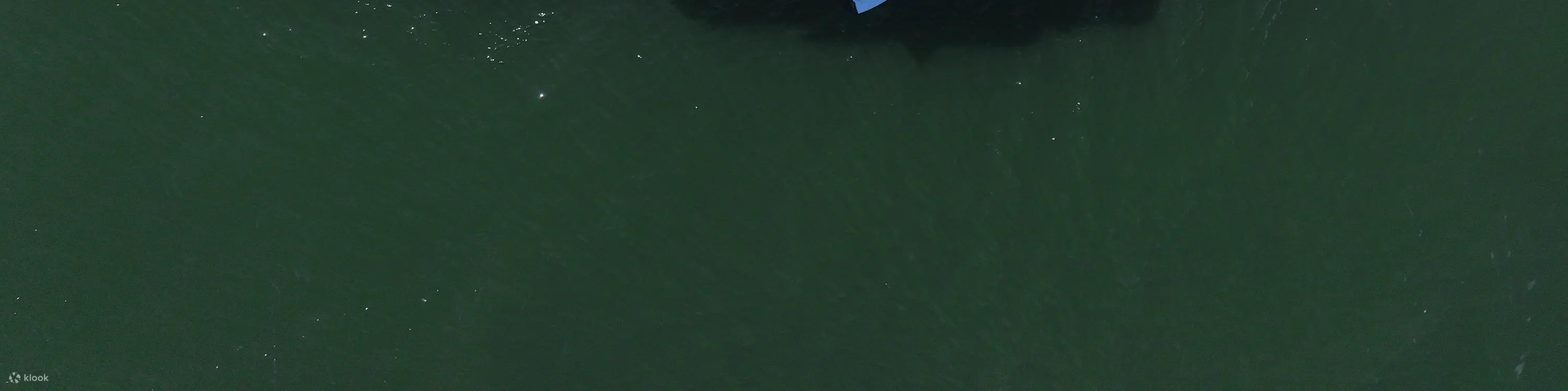 The ORCA 傲客轻奢游艇维港体验