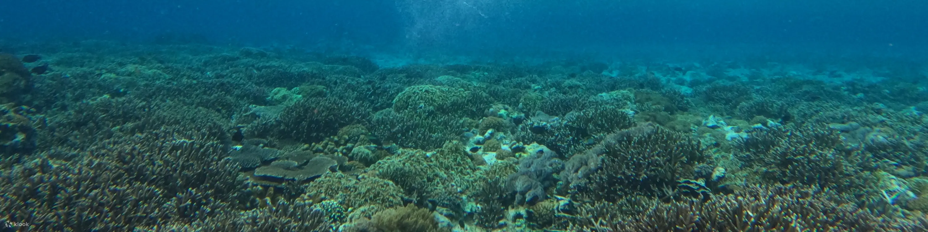 蓝梦岛活动浮潜点