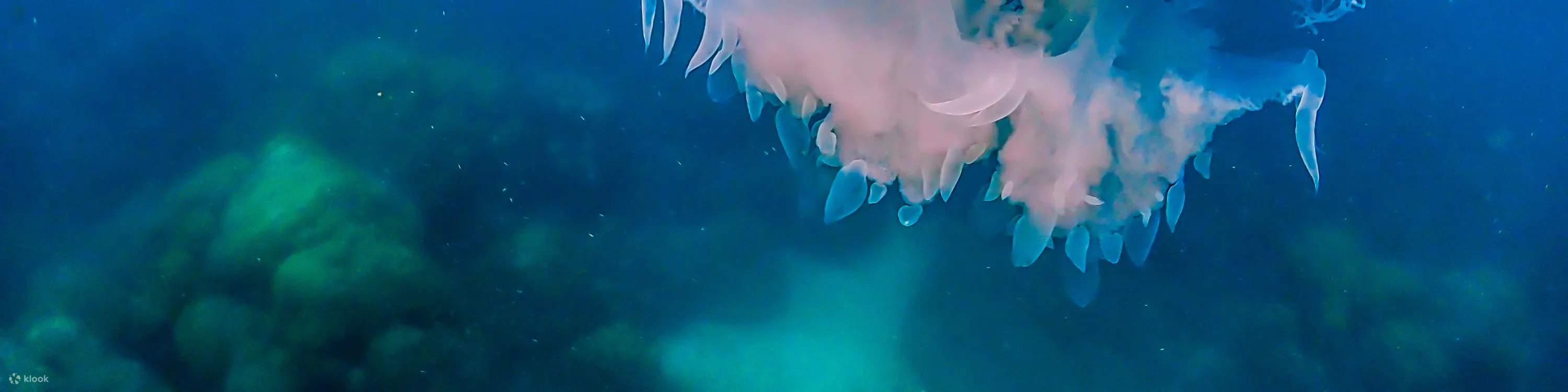海蜇