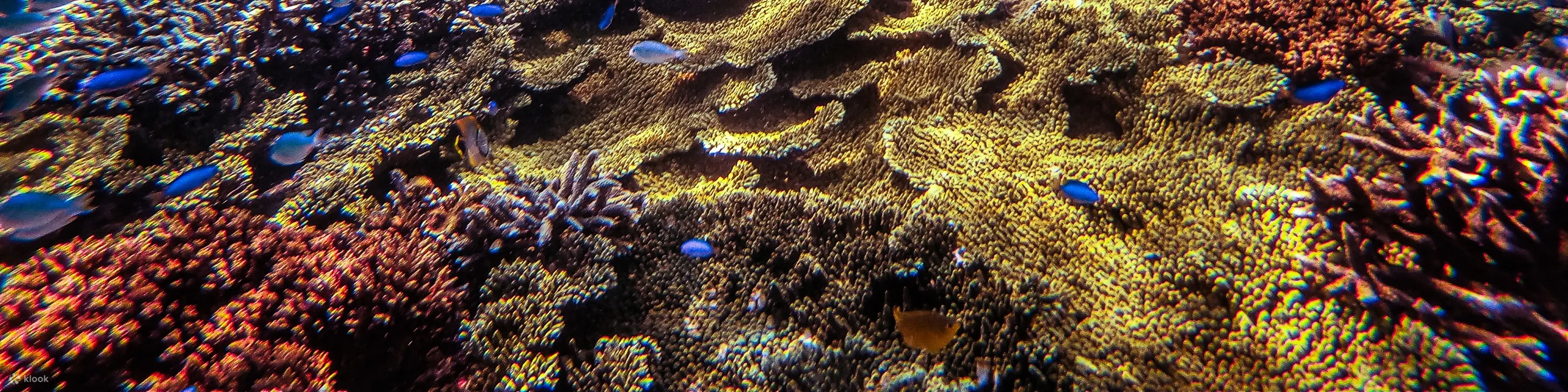 第二次我们将前往秘境珊瑚礁区浮潜, 探索澎湖海域最原始的珊瑚礁生态, 目睹各类鱼群与丰富的海洋生物在眼前悠游