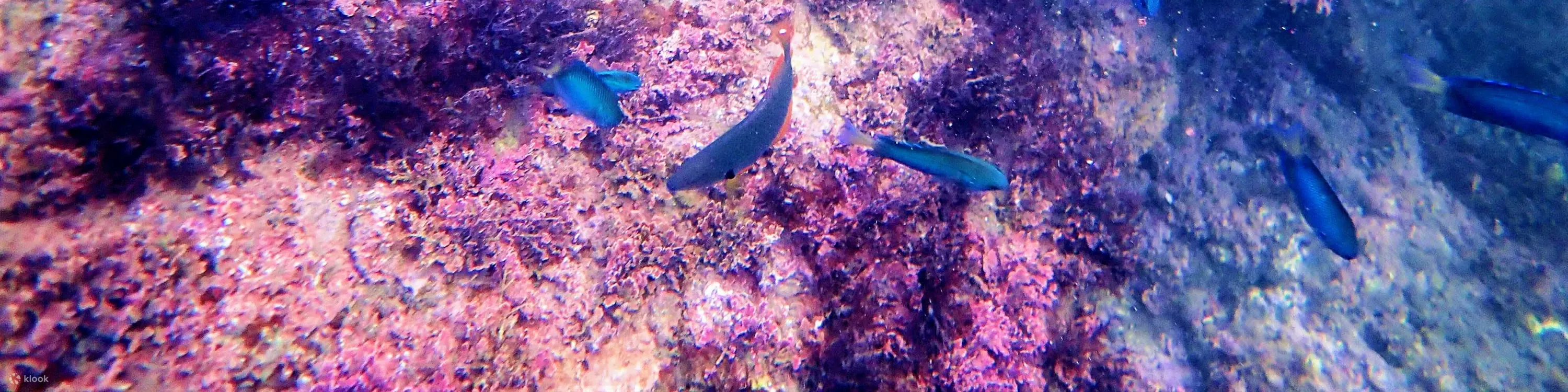 贝壳岛独木舟