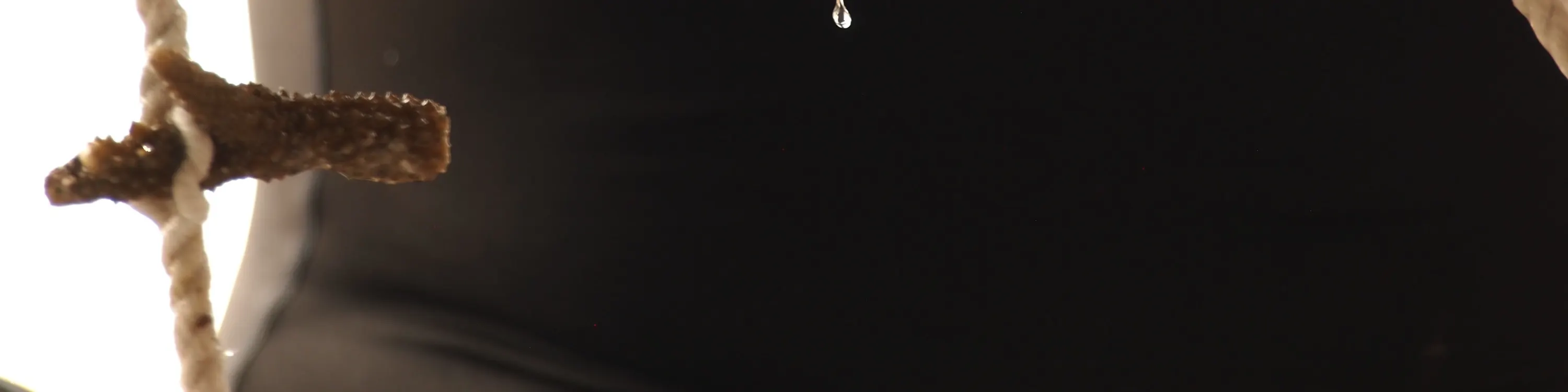 珊瑚种植