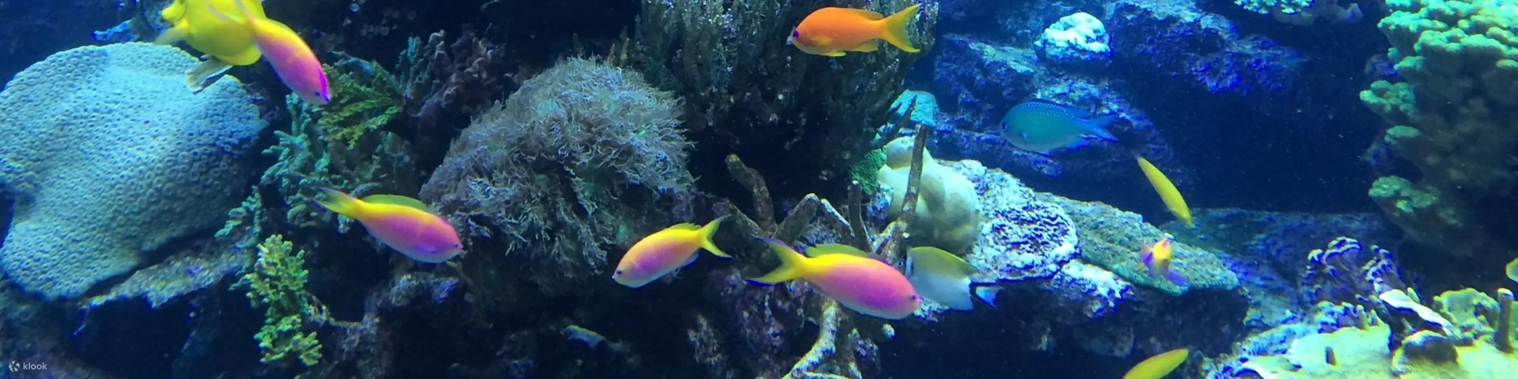 潜入基韦斯特清澈的海水，探索充满活力的珊瑚礁生态系统