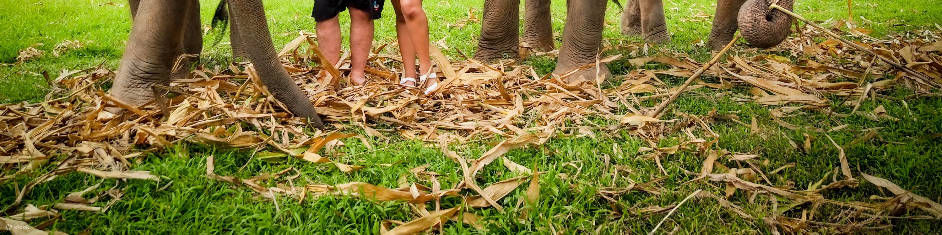 Enjoy the good time with elephant and love one
