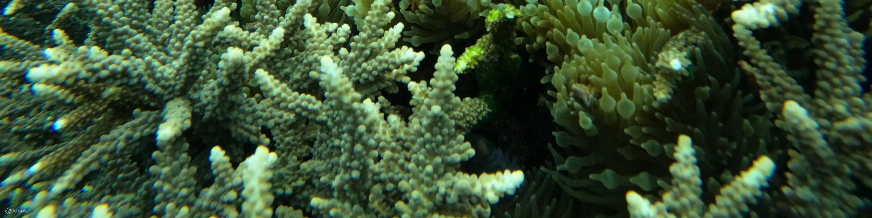海洋生物和珊瑚