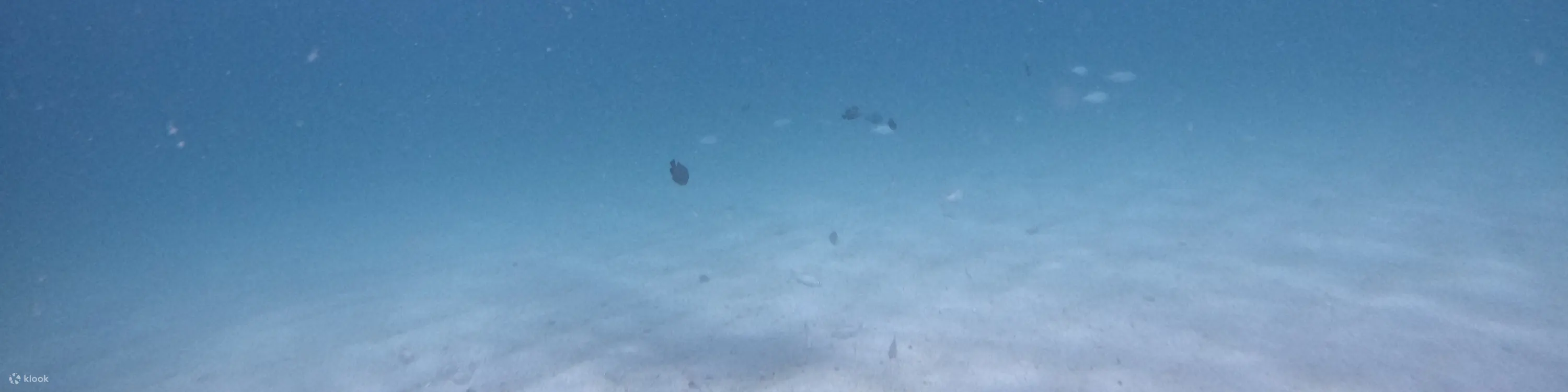 从迪拜出发：水肺潜水和浮潜，含烧烤午餐