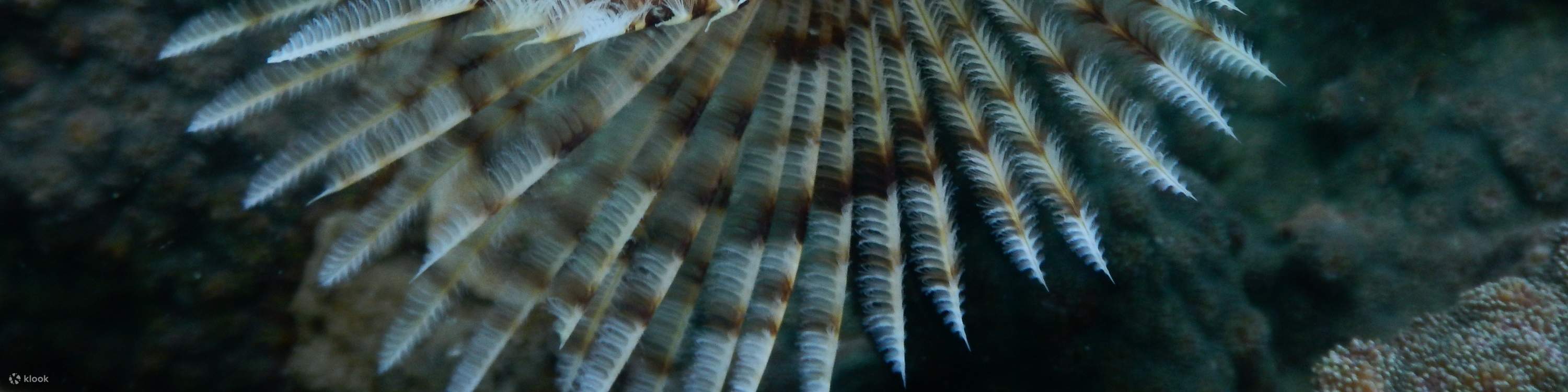 富国岛南部的海洋生物
