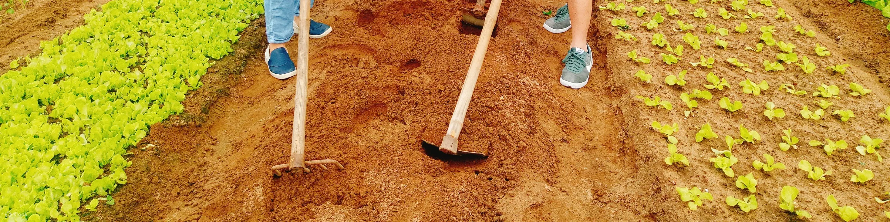 农场到种植蔬菜