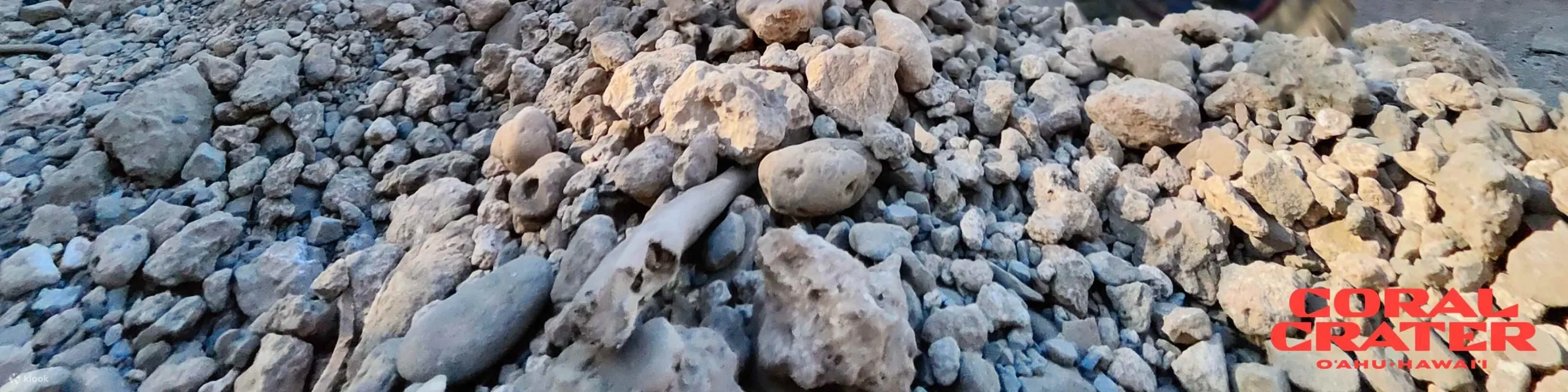 挑战自我，在夏威夷州最狂野的站立式全地形车之旅中体验惊险刺激！