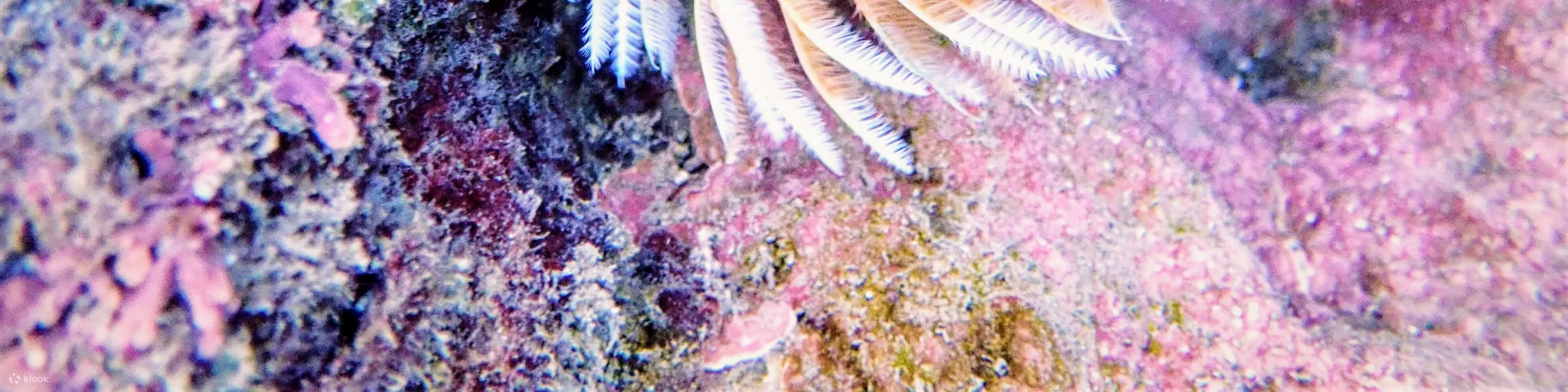 贝壳岛独木舟