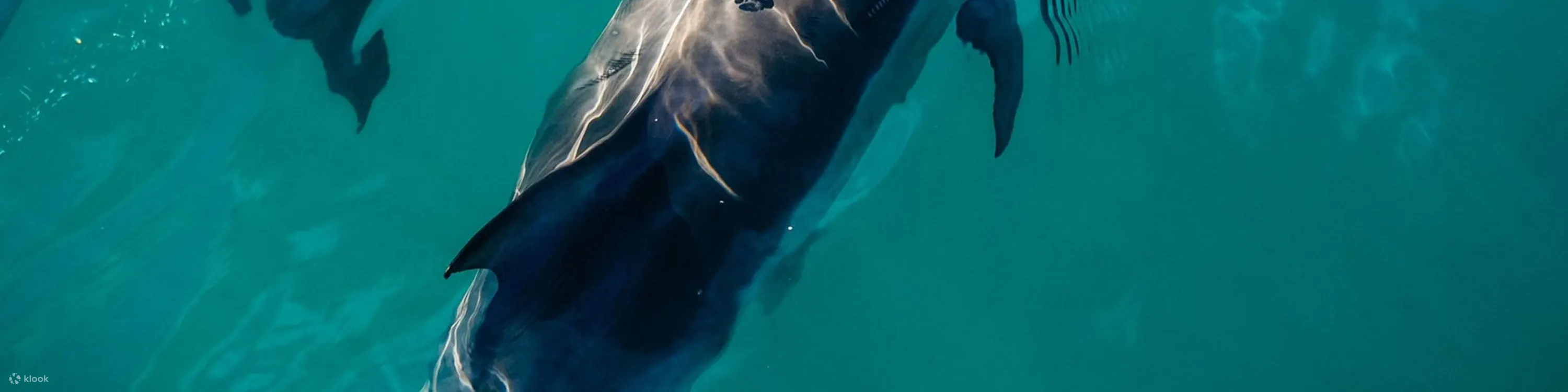 观看活泼的海豚在基韦斯特清澈的海水中跳跃游泳