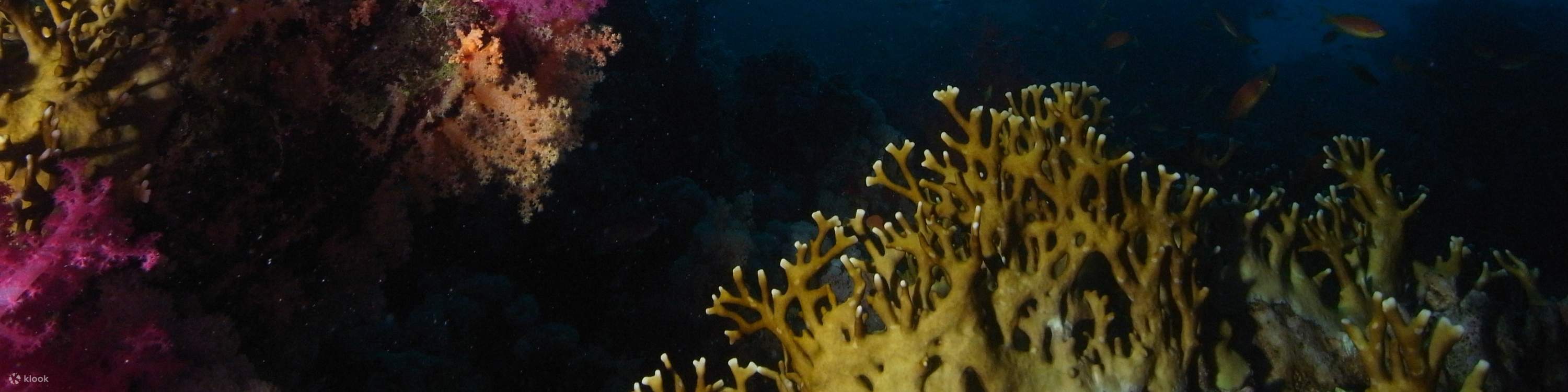 Dive Deeper and Longer PADI Enriched Air Diver in Kuala Lumpur with