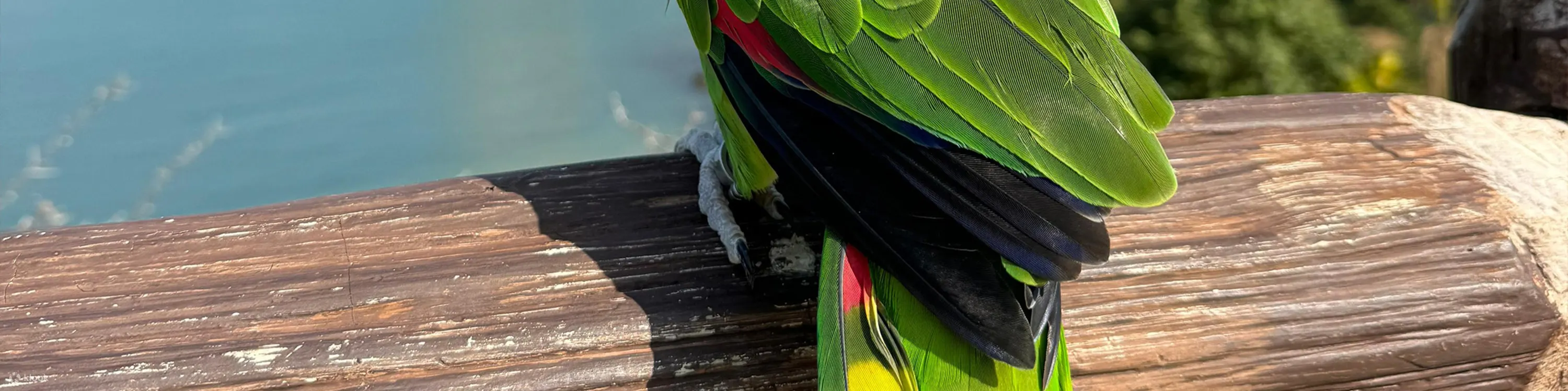 Little Animals Meet & Greet|With the tour guide, you can enjoy a meet & greet session with the little live animals such as reptiles, mammals and birds which are being meticulously cared for in our park (Animal species subject to on-site arrangement)