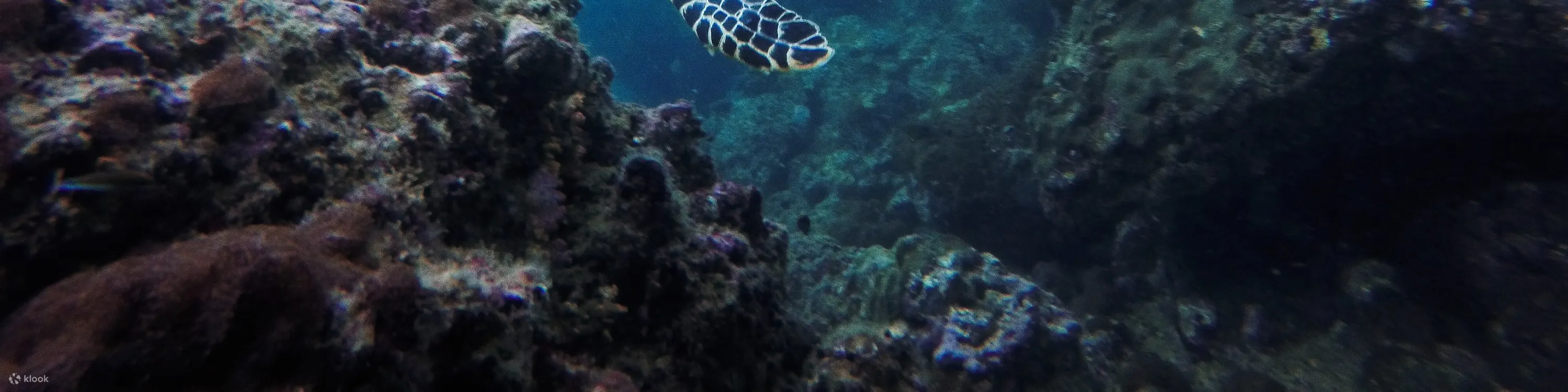 皮皮岛探索水肺潜水课程