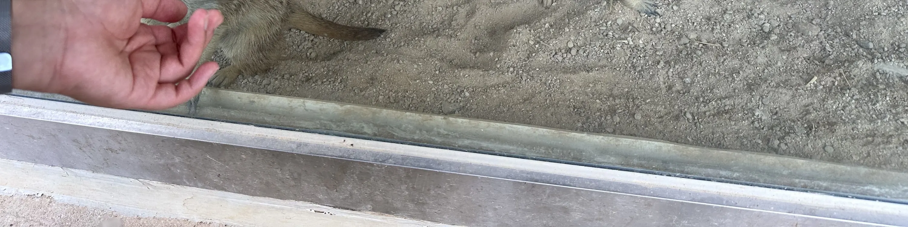 绵羊牧场 Tikcet（羊驼、绵羊、兔子） 京畿道加平