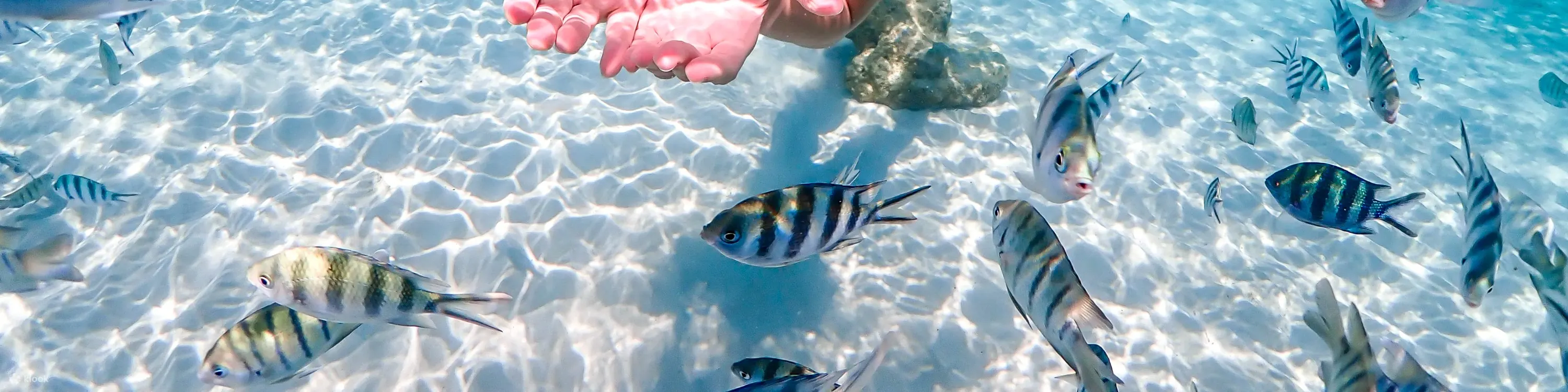 尼莫岛体验无人机照片和午餐