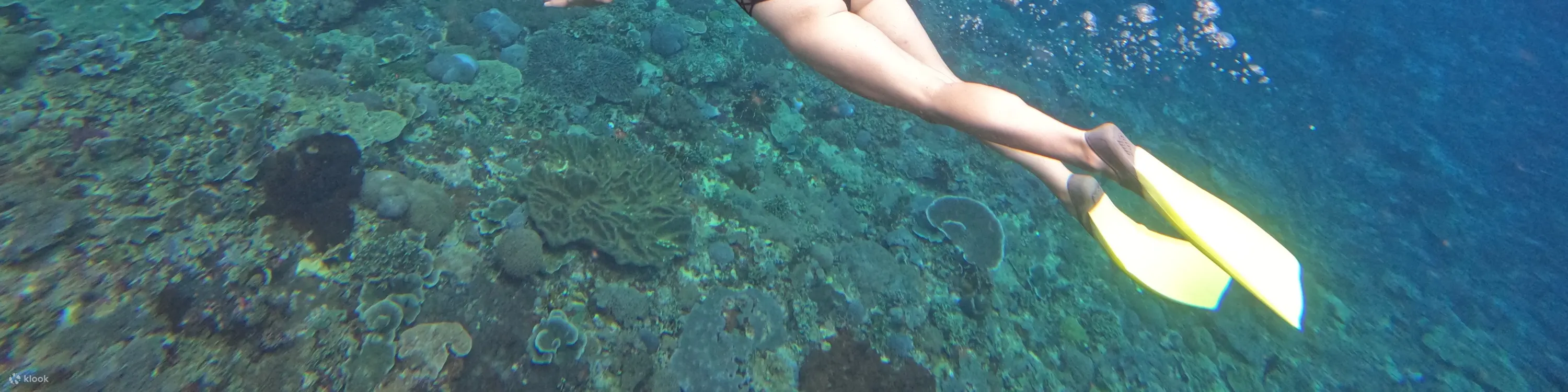 与鱼一起浮潜