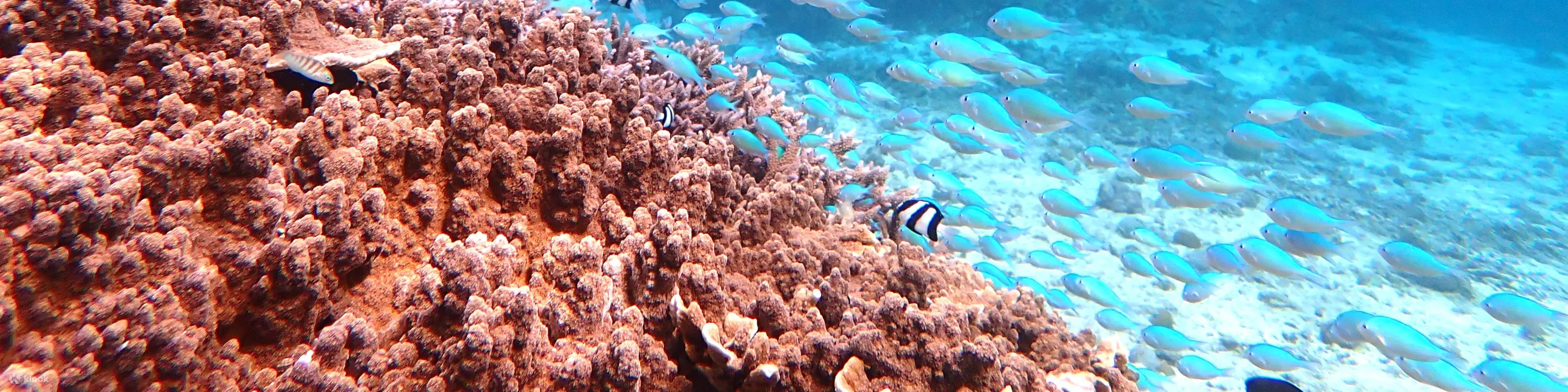 绝佳景观海滩 SUP/独木舟和热带浮潜体验