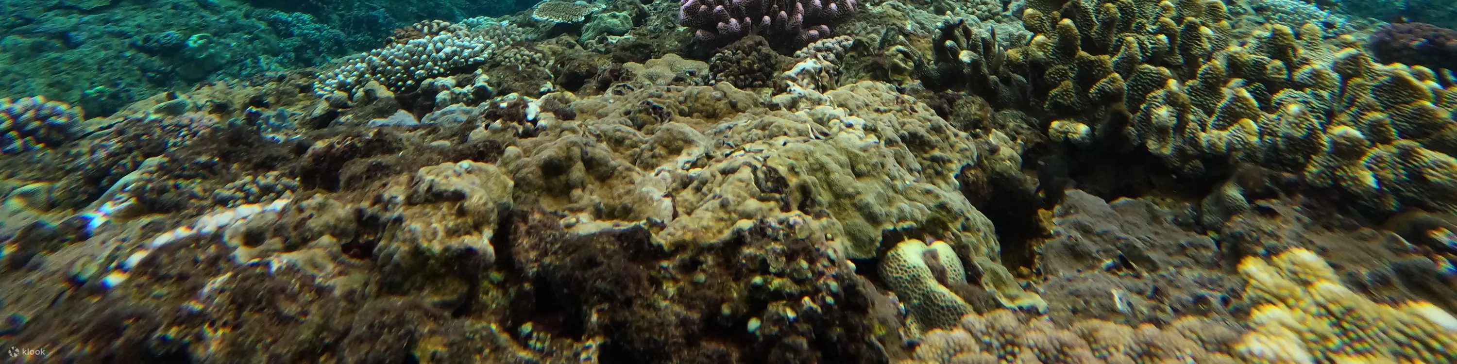 水中的海蛇