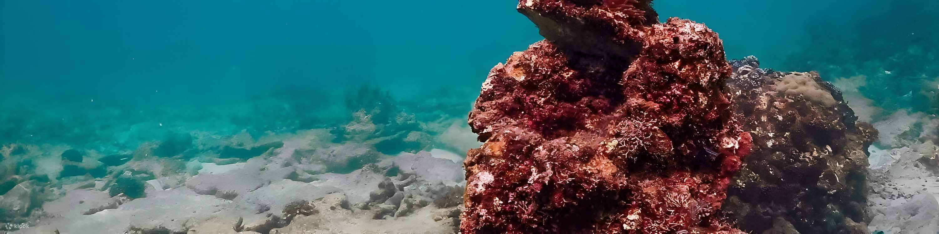 探索芭堤雅海洋生物