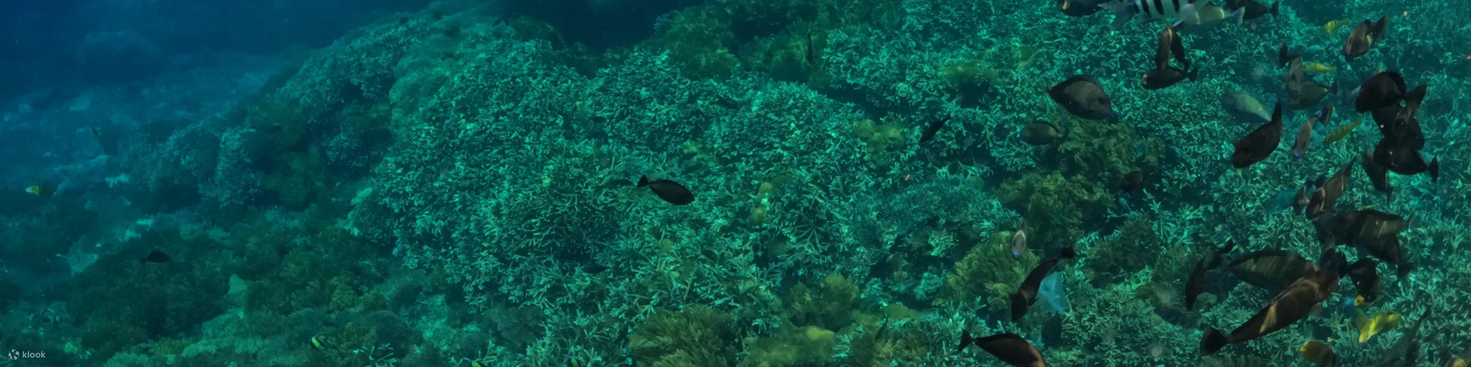 浮潜船