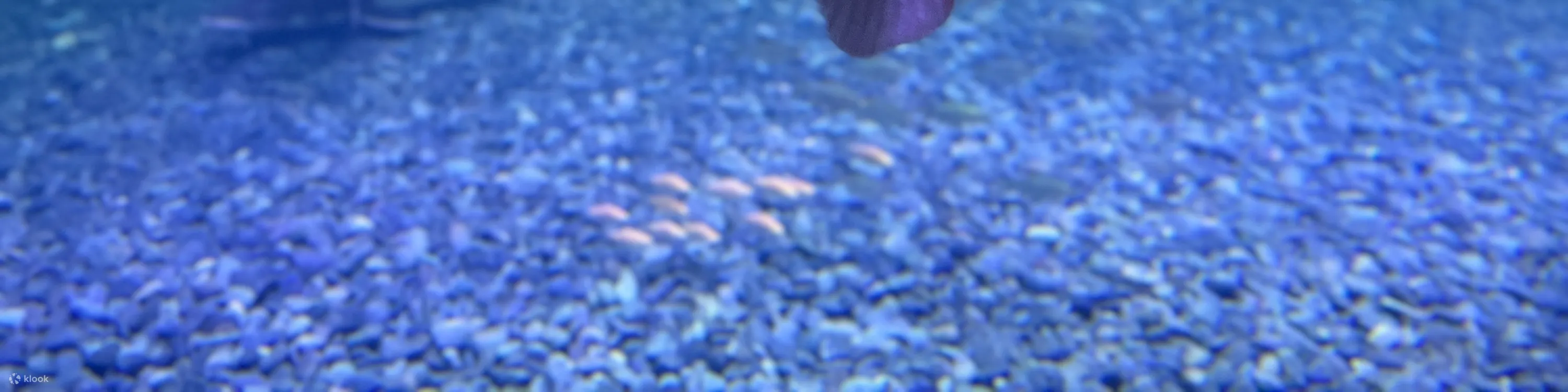 鱼缸