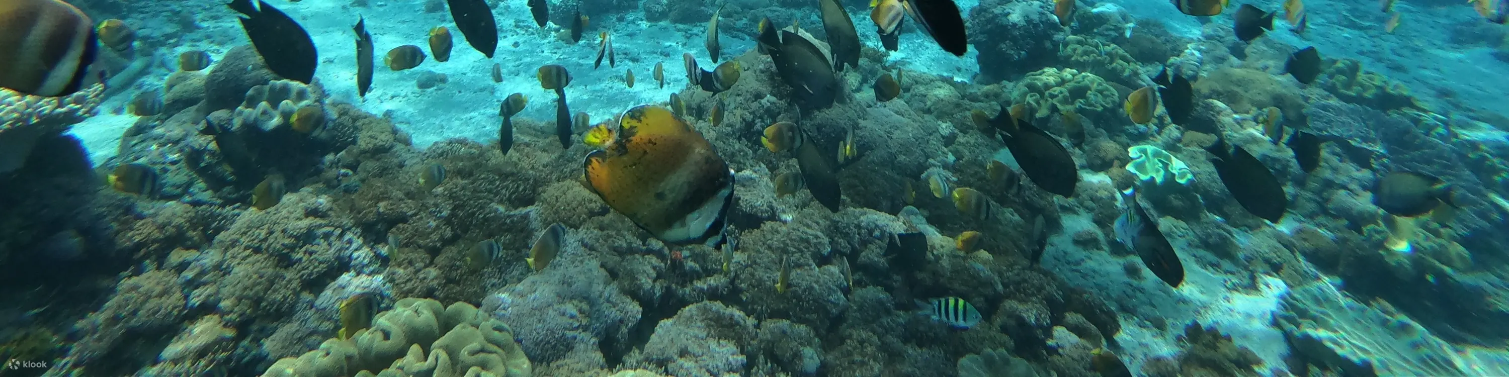蓝梦岛活动浮潜点