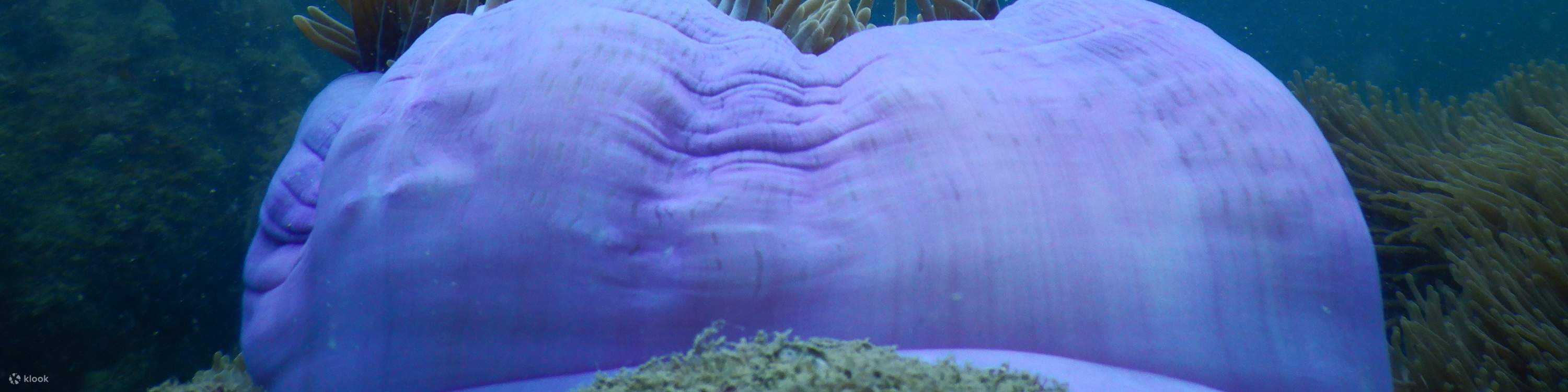 富国岛紫色珊瑚礁