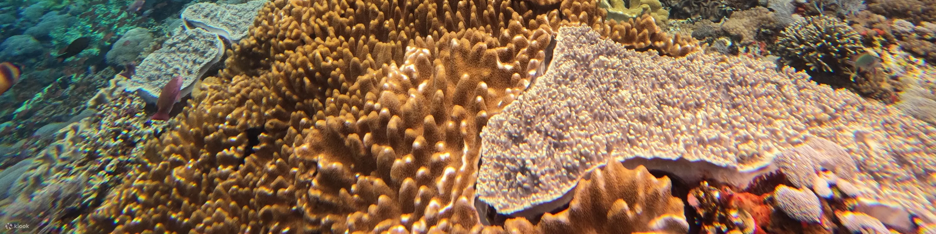 水下浮潜