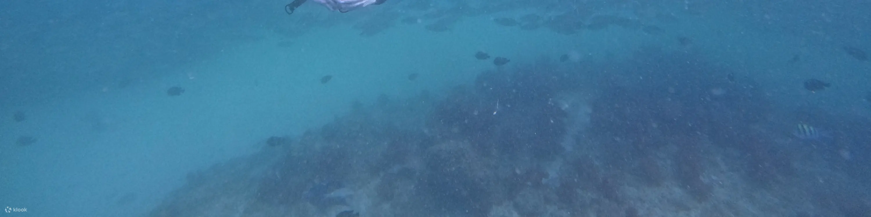 从迪拜出发：水肺潜水和浮潜，含烧烤午餐