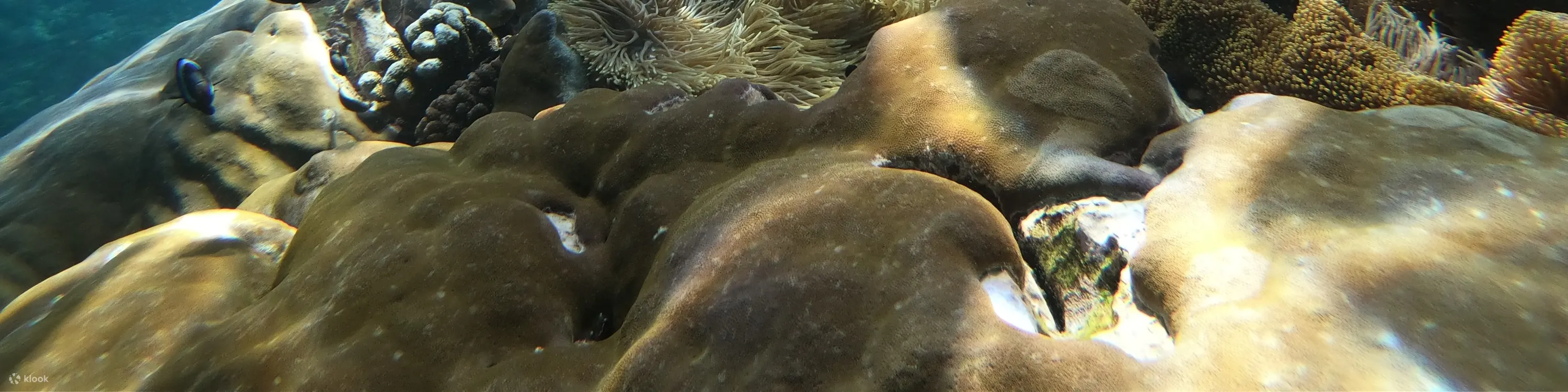 蓝梦岛活动浮潜点