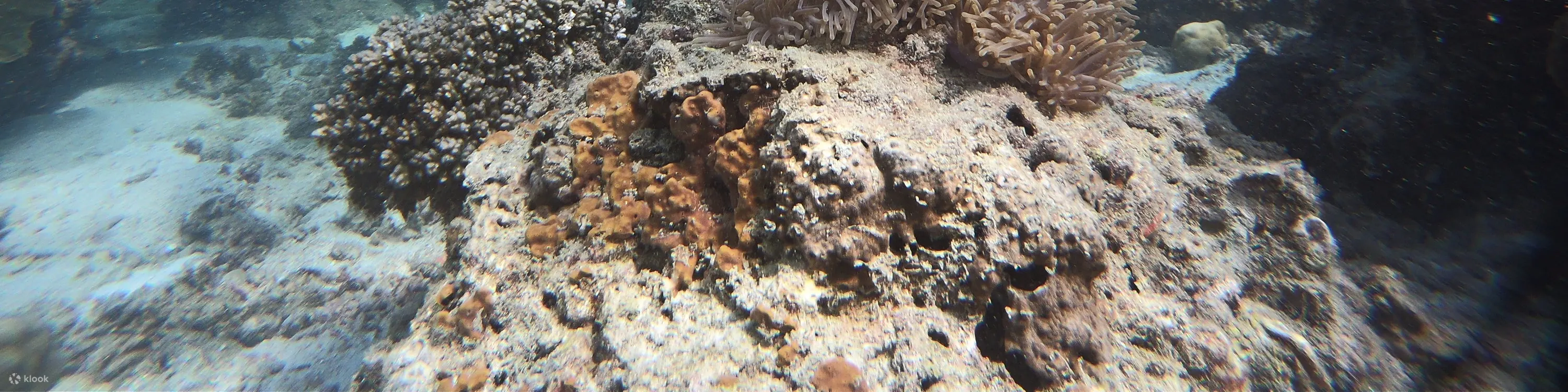 4 岛浮潜日落之旅 + 生物发光夜泳。