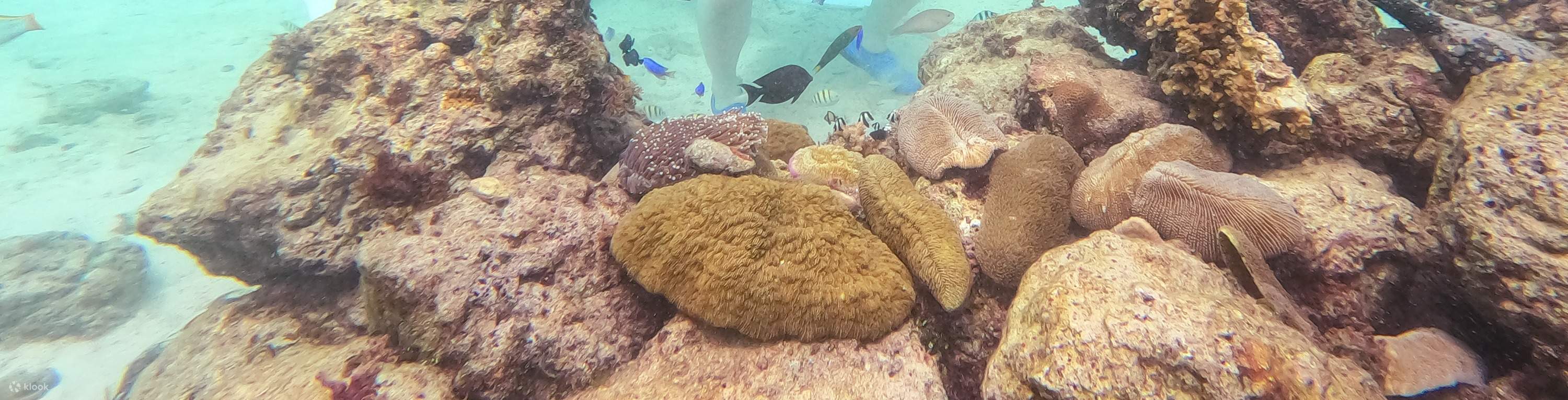 Explore Underwater Wonders Cebu Helmet Dive Experience with Sea