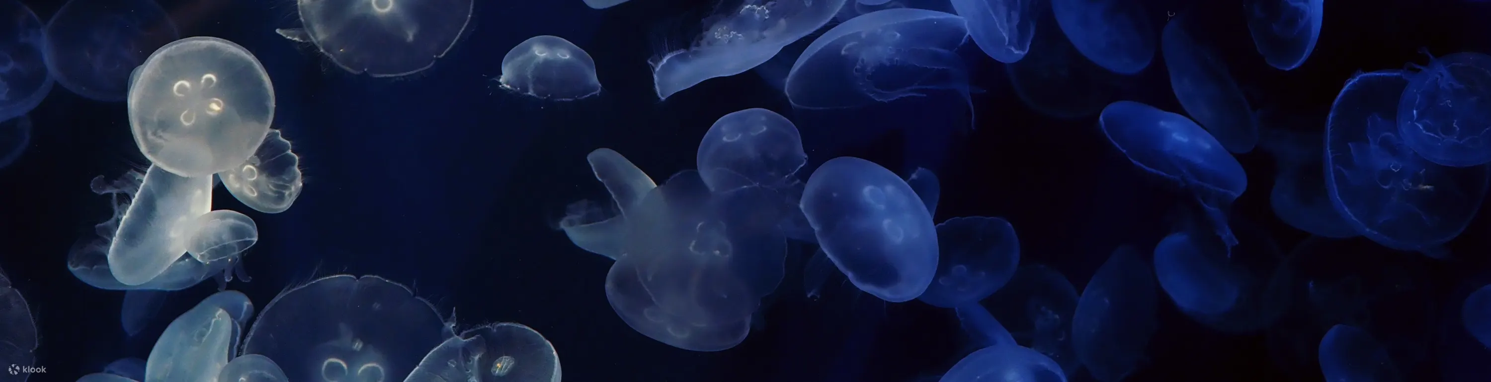 海螫
