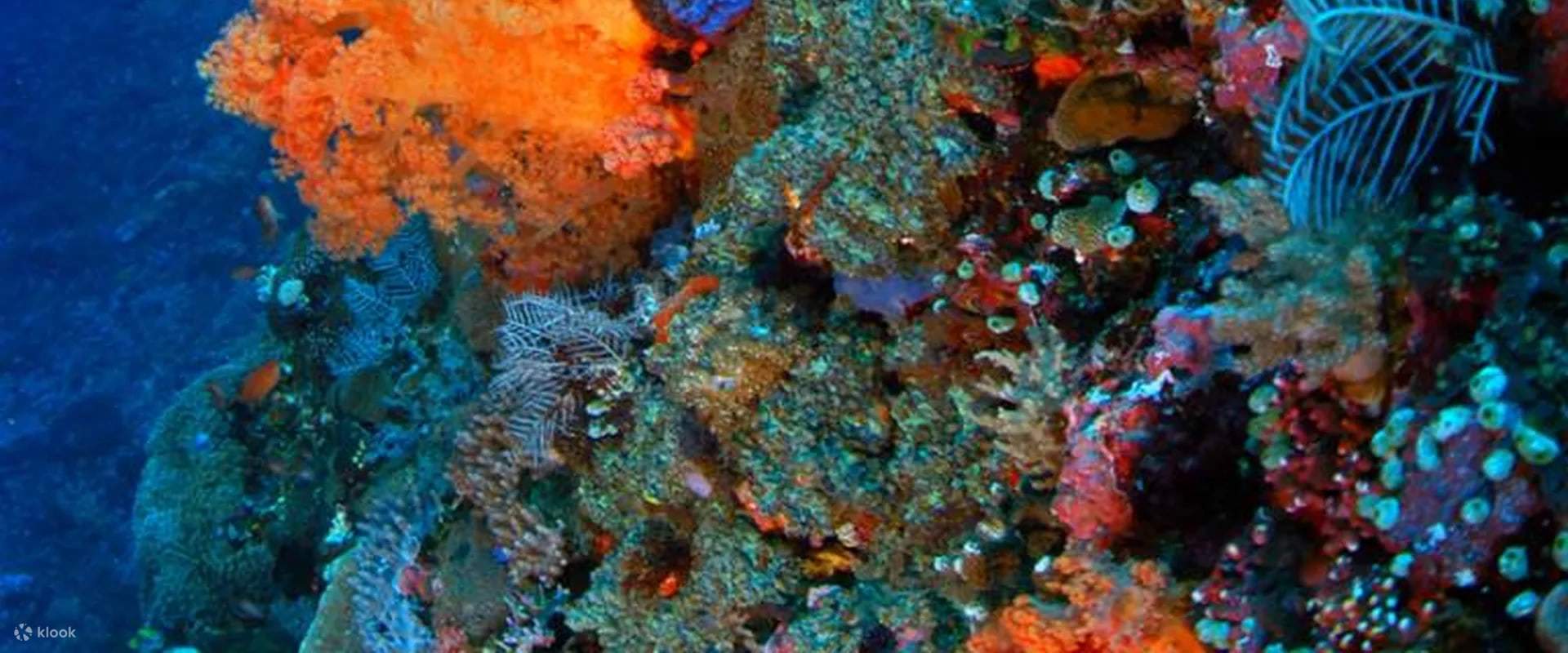 Take the Plunge with PADI Advanced Open Water Diver Course in Bali