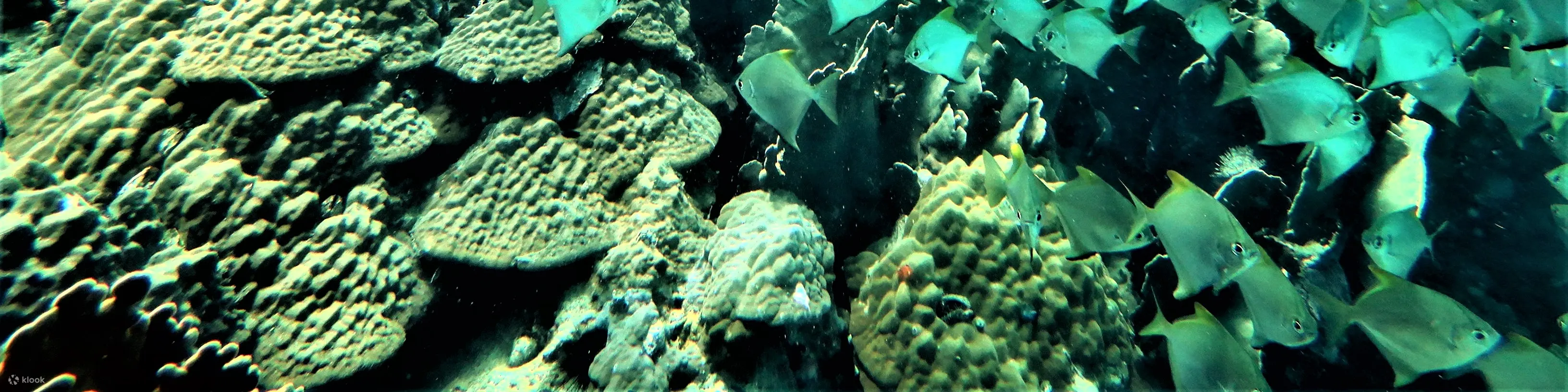 PADI 开放水域潜水员