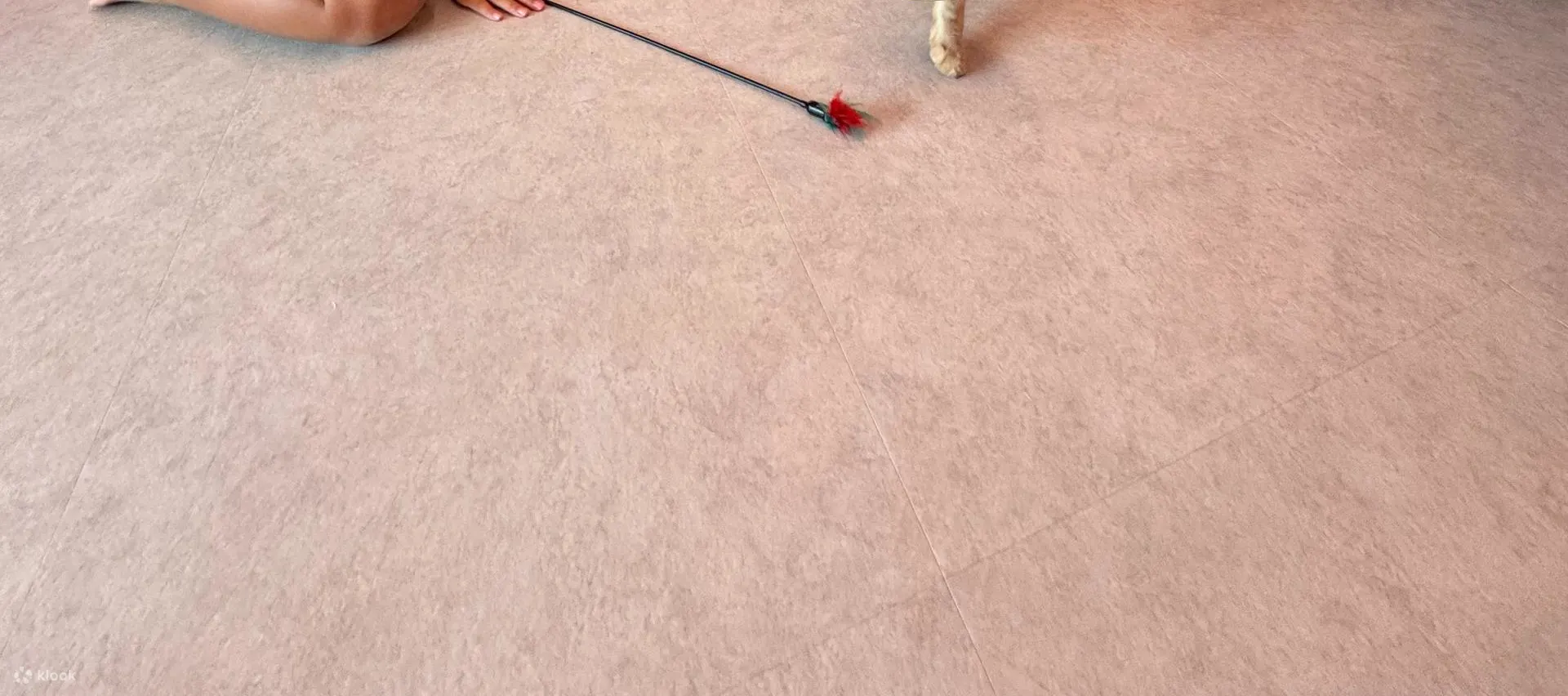小小幼儿和可爱的小猫——最温馨的友谊！