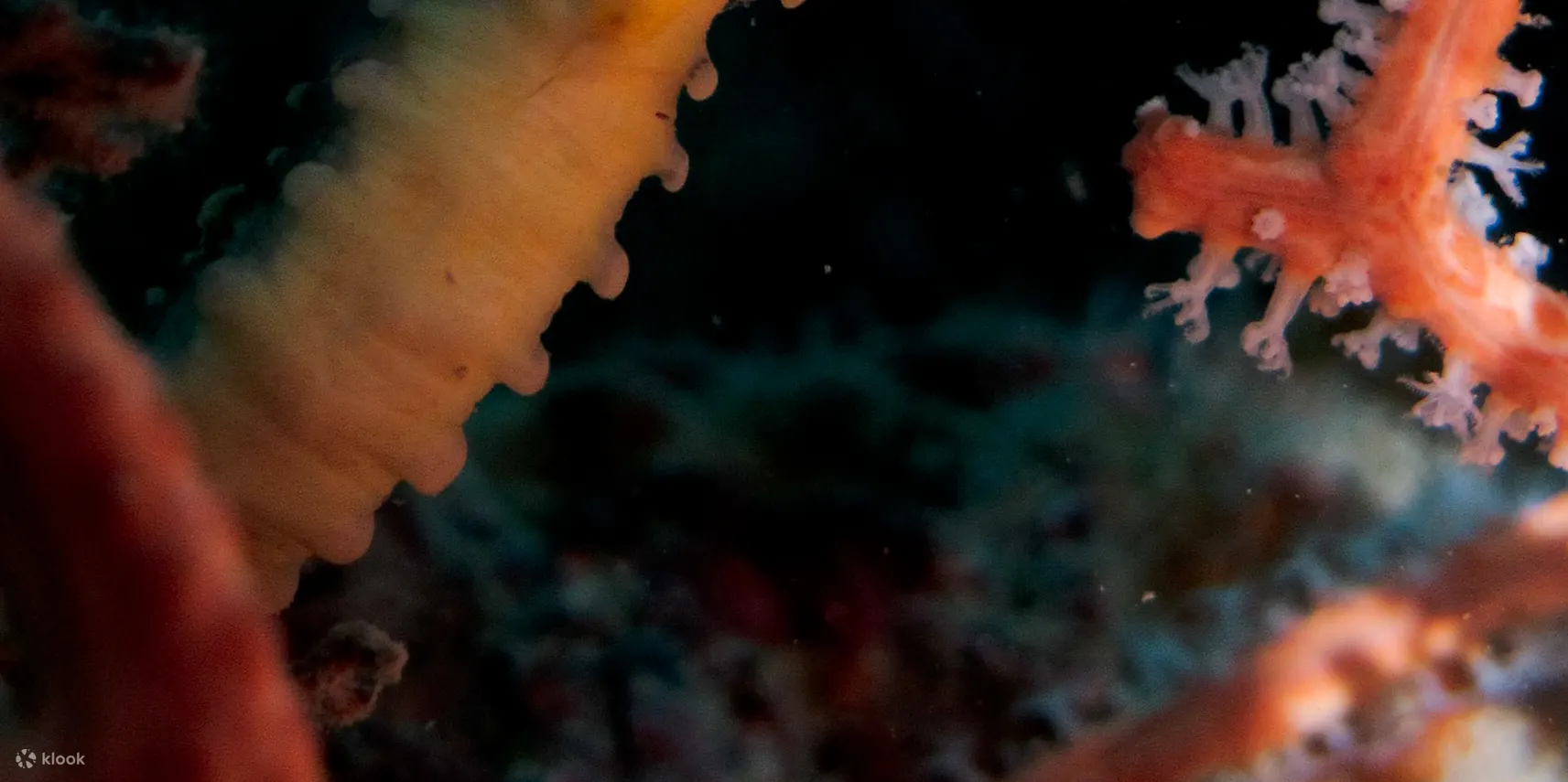 PADI 高级开放水域潜水员