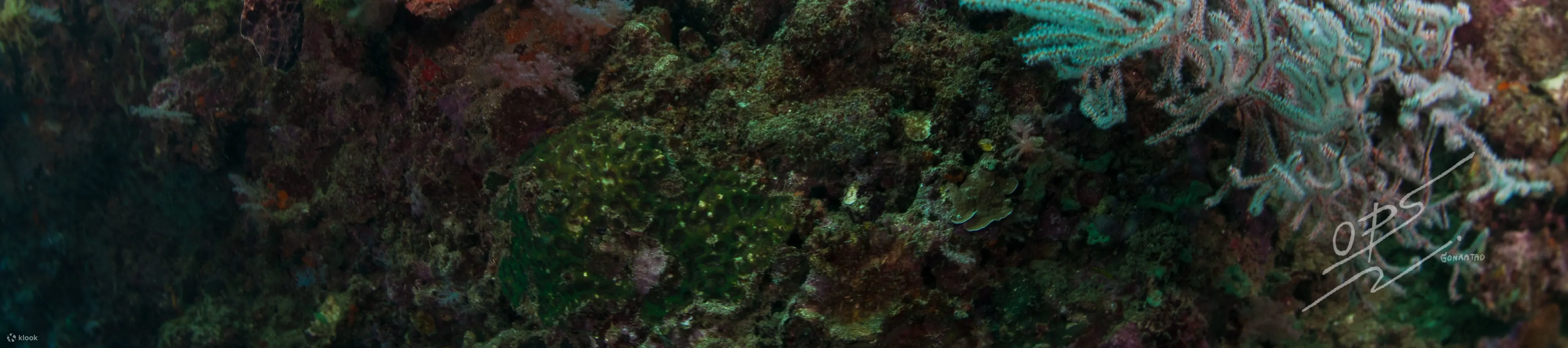 皮皮岛早晨潜水