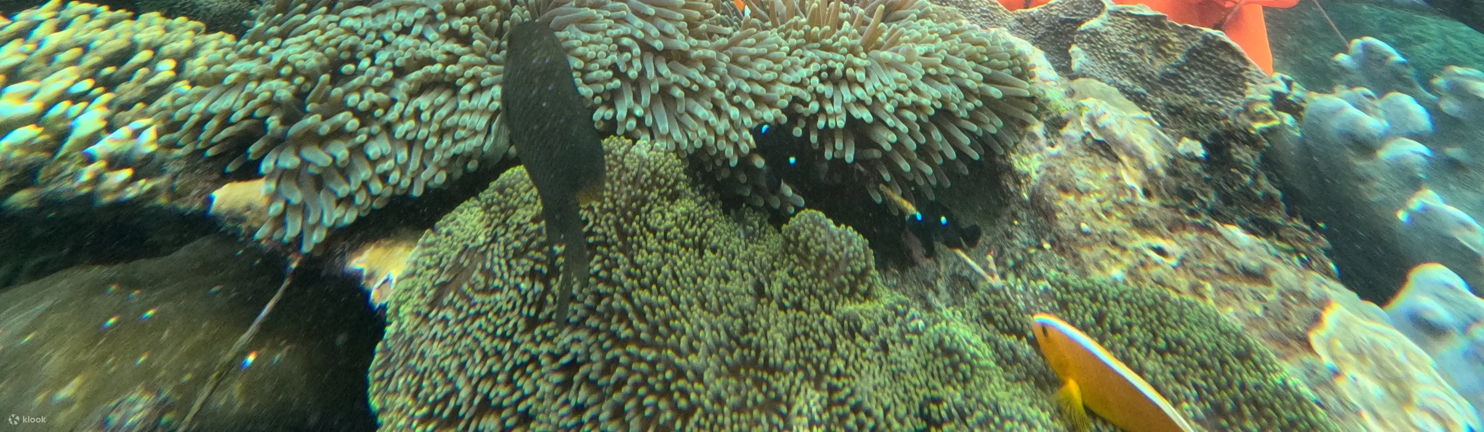 享受令人惊叹的海景并邂逅充满活力的海洋生物！