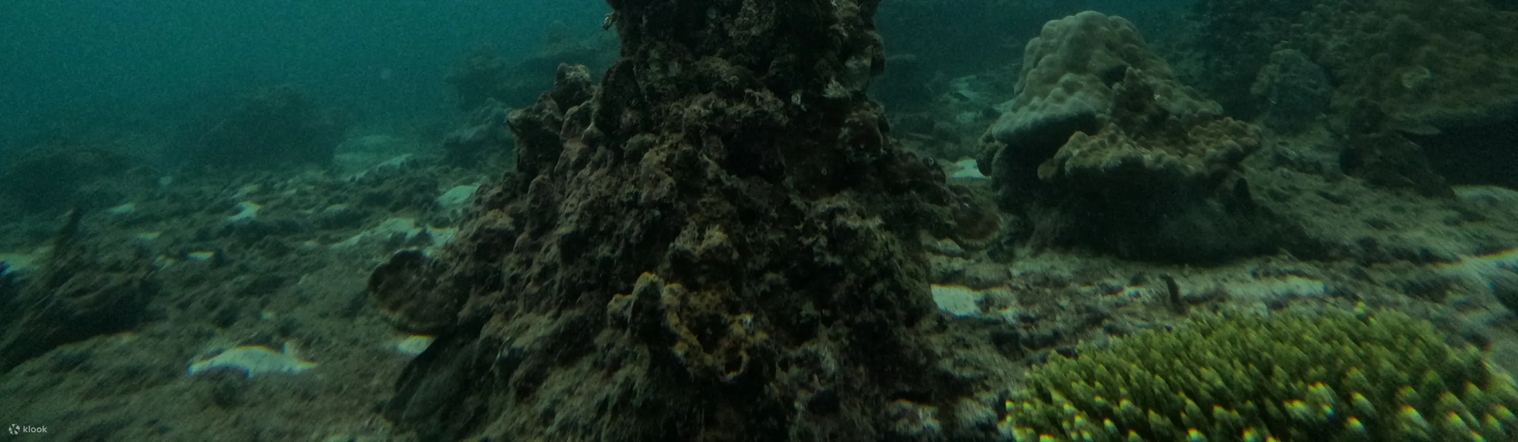 4 岛浮潜日落之旅 + 生物发光夜泳。