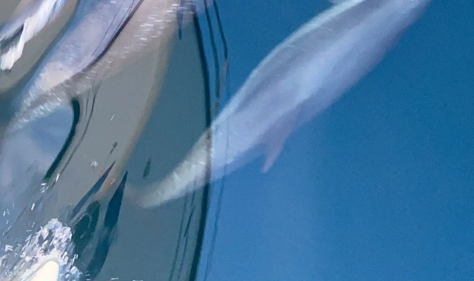 与海豚一同追浪